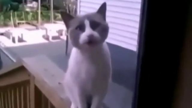 Смешные животные смотреть онлайн