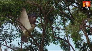 Филиппинский Орёл – Самый Крупный и Редкий Орел в Мире. Обезьяноед