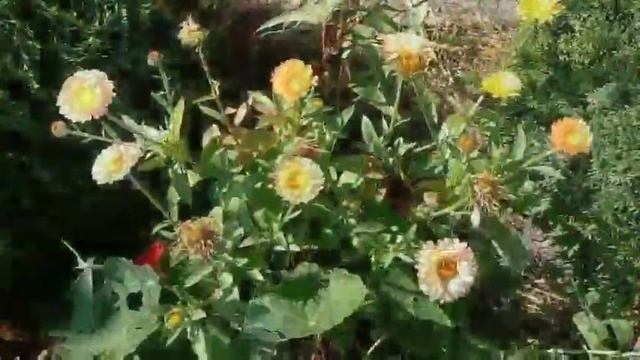 Второе цветение роз! И незаметно от нас уходит лето)