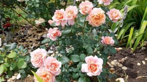 Троянда Шато де Вамаркус. #rose #flowers #nature #summer #garden #gardening #s