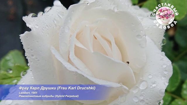 ЛЮБИМЫЕ СОРТА РОЗ В МЕНЮ У БРОНЗОВОК И ДРУГИХ ВРЕДИТЕЛ