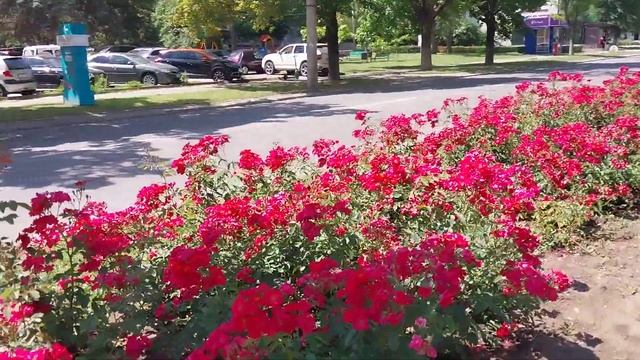 Кишинёв.Ботаника.Долина Роз.31.05.24🇲🇩