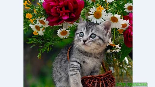 румян мой кот любит хип хоп смотреть онлайн