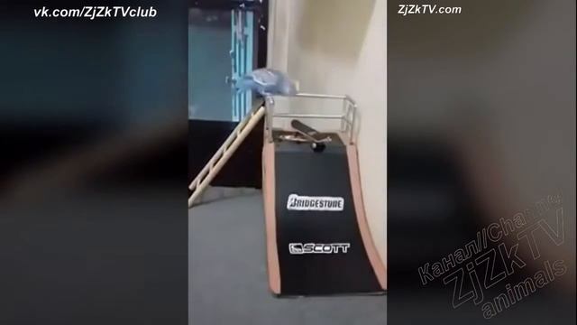 приколы с животными смотреть онлайн