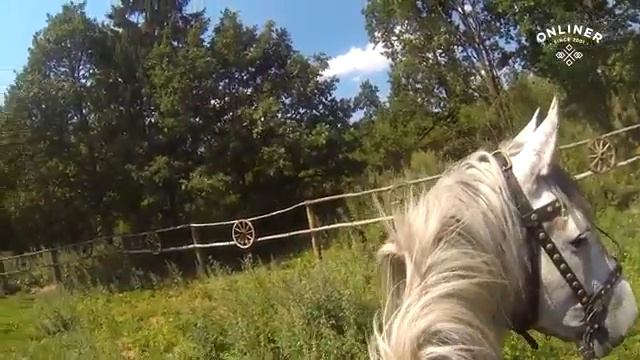 Белорусские джигиты экстремальная езда на лошадях смотреть онлайн