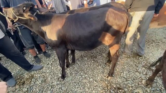 НАРХИ БУКА БУКАИ МАЙДА КАЛОН ФАРБЕ ГНОЖИН ГУСФАНД БАРРА БАРАНЧИКИ ПРЕС КАХ АЛАФ 18-8-22 смотреть онлайн