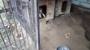 Груша, сорт Белорусская поздняя. Дегустация.