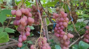 Гурман ранний. Обзор сорта.