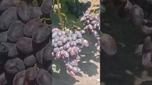 Виноград Черный кристал, Рембо, Басанти и др.