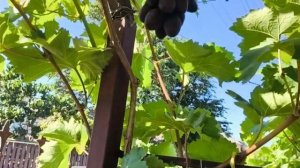 ПОМПЕИ виноград селекции Калугина В.М. раннего срока с