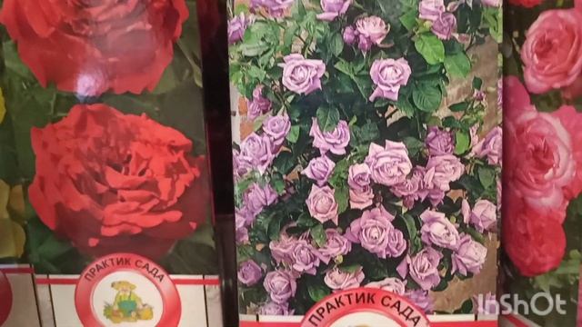 ДАРВИН. Розы в коробках Топалович, агрофирмы Поиск и К? смотреть онлайн