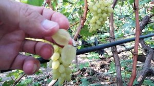 к ш ИРИСКА - виноград КАЛУГИНА В.М. сезон 2024