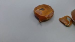 Разбираю конденсатор К15-5 и показываю его конструкцию