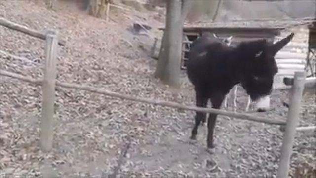 Ослы помагают друк другу как люди смотреть онлайн