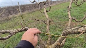 Следующая обработка персика от болезней до цветения.