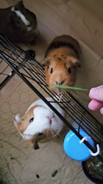 Свинки суетятся