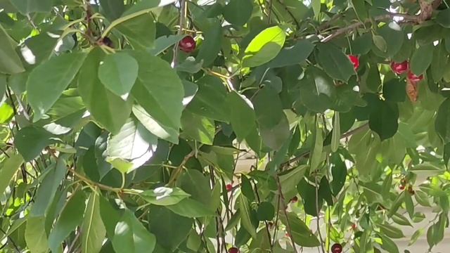 #песняпролюбовьиразлуку Песня "А ВИШНЯ КРАСНАЯ.. смотреть онлайн