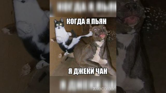 смешные фото смотреть онлайн