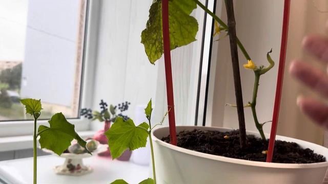 Как вырастить огурец в домашних условиях? Стоит или не смотреть онлайн