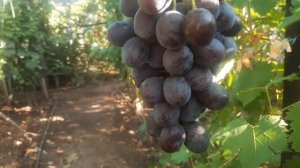 Вот такой настоящий кишмиш Брависсимо