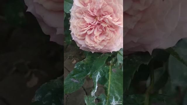 Роза 🌹 шраб Уильям Кристи