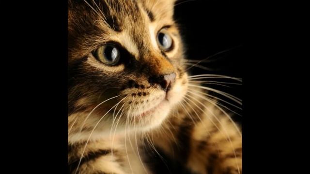 хип-хоп смотреть онлайн