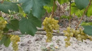 Кишмиш Золотце: один із найяскравіших мускатів