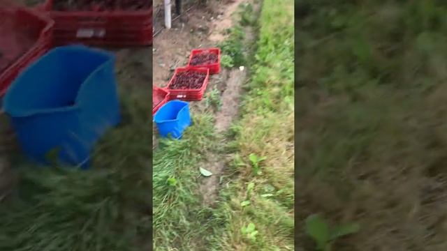 Работа в Англии. Сбор черешни. смотреть онлайн