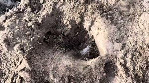 Секреты успешной посадки огурцов: что положить в лунк?