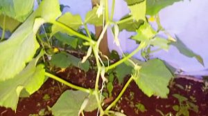 Как формировать огурцы пучкового типа