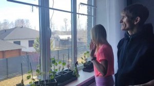 Утро, моя рассада подвязываю огурцы, работа на участке