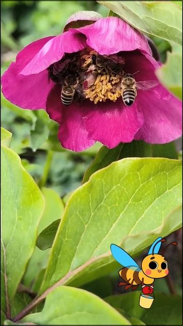 #пчелы. Как пчелы делают мёд. 🍯 смотреть онлайн