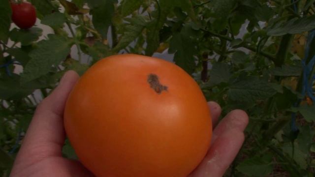 Помідор 
