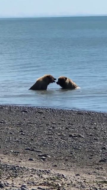 #shorts. Прикольные медведи решили искупаться|Funny bears decided to redeem смотреть онлайн