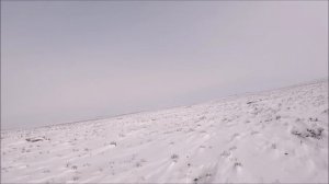 ОДНИХ УПУСТИЛИ ДРУГИХ ЗАБРАЛИ! охота на волков hunting wolves