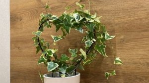 Крестовник крупноязычковый и хедера(плющ)