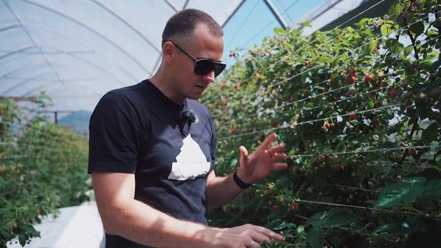 Невероятная урожайность малины Маравила