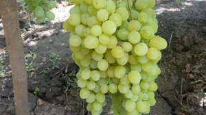 Кишмиш Бесподобный - форма Писанки О.М. Сравним с Цимус