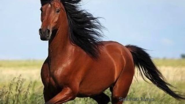 «Зависть», «Халаг» смотреть онлайн