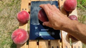 Персик Рич Мей/Peach Rich May