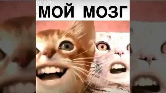 Прикольные видосы😅😅 смотреть онлайн