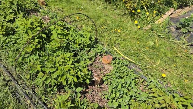 малина состояние на 19 мая 2024г . ремонтантная после за? смотреть онлайн