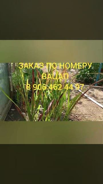 ИМПЕРАТА РЕД БАРОН# shorts смотреть онлайн