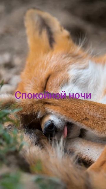 спокойной ночи смотреть онлайн