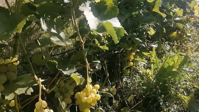 Сорт виногаду Супер Екстра-2023 рік. смотреть онлайн