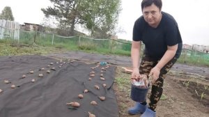 Одна посадила весь картофель под черный спандбонд.