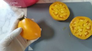 Томат КЕНИГСБЕРГ ЗОЛОТОЙ в условиях Краснодарского к?