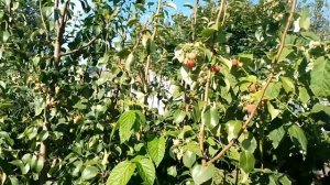 очень славная малина Васёна