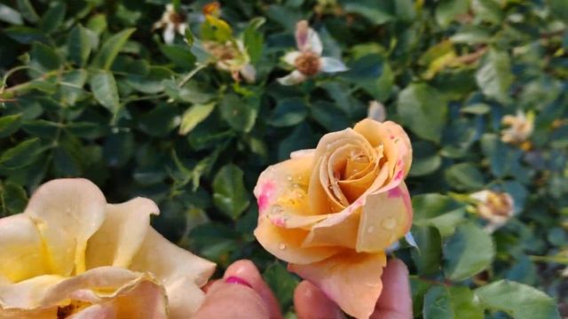 Роза Хани Джон, 87772937056 ватсап Гаусария Кунакбаева Кара