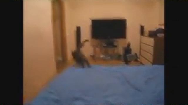 прикольные кошки смотреть онлайн